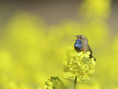 BUITEN BEELD Foto: 237616