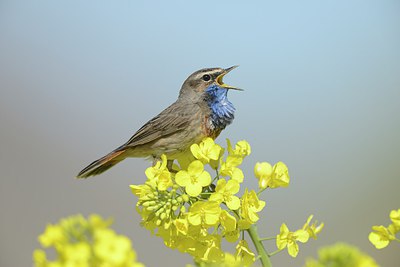BUITEN BEELD Foto: 237644