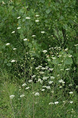 BUITEN BEELD Foto: 237661