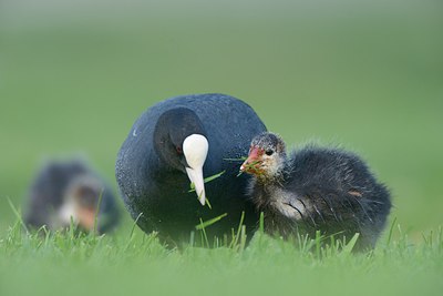 BUITEN BEELD Foto: 237662
