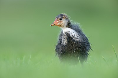 BUITEN BEELD Foto: 237664