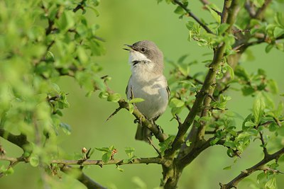 BUITEN BEELD Foto: 237666