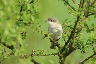 BUITEN BEELD Foto: 237668