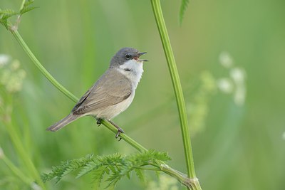 BUITEN BEELD Foto: 237670