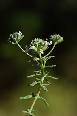 BUITEN BEELD Foto: 237675