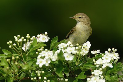 BUITEN BEELD Foto: 237682