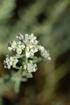 BUITEN BEELD Foto: 237684