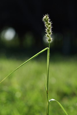 BUITEN BEELD Foto: 237689