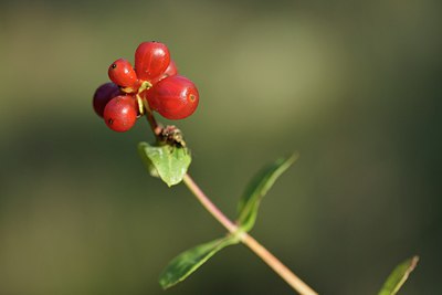 BUITEN BEELD Foto: 237697