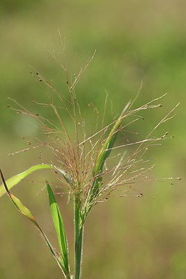 BUITEN BEELD Foto: 237701