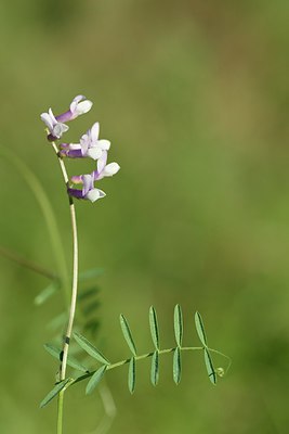 BUITEN BEELD Foto: 237706