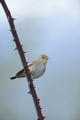 BUITEN BEELD Foto: 237707