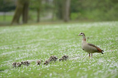 BUITEN BEELD Foto: 237736