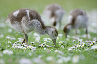 BUITEN BEELD Foto: 237758