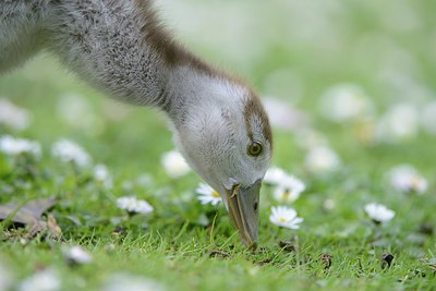 BUITEN BEELD Foto: 237760