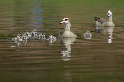 BUITEN BEELD Foto: 237774