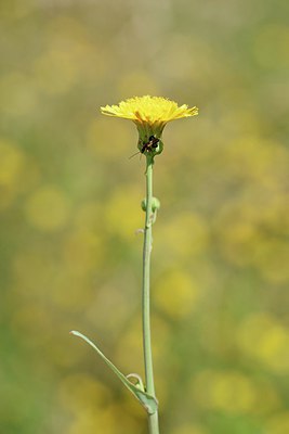 BUITEN BEELD Foto: 237775