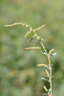 BUITEN BEELD Foto: 237780