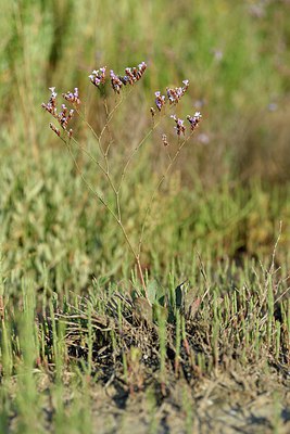 BUITEN BEELD Foto: 237790