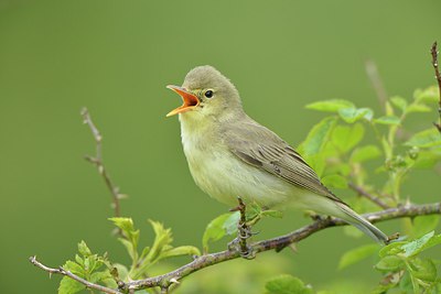 BUITEN BEELD Foto: 237797