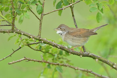 BUITEN BEELD Foto: 237801