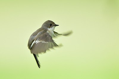 BUITEN BEELD Foto: 237818