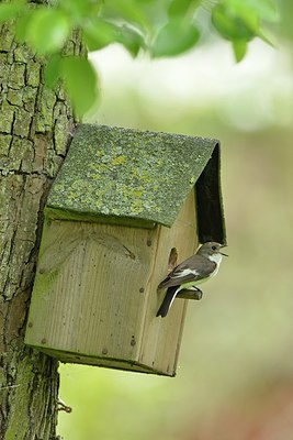 BUITEN BEELD Foto: 237835