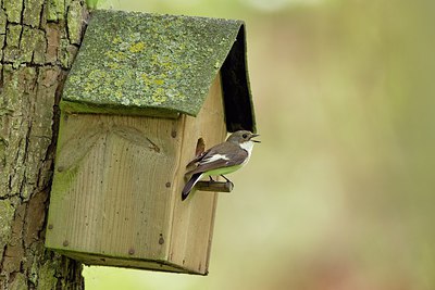 BUITEN BEELD Foto: 237837