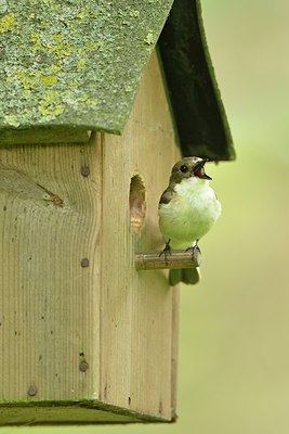 BUITEN BEELD Foto: 237838