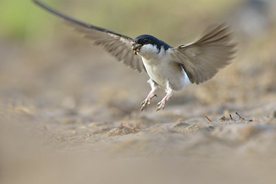 BUITEN BEELD Foto: 237854