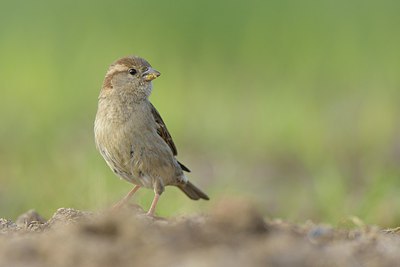 BUITEN BEELD Foto: 237858
