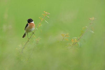 BUITEN BEELD Foto: 237863