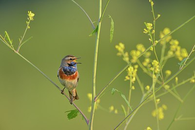 BUITEN BEELD Foto: 237869