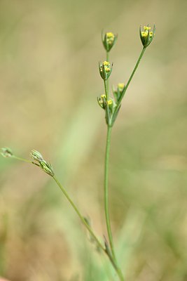 BUITEN BEELD Foto: 237874