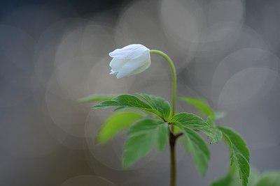 BUITEN BEELD Foto: 237926