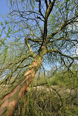 BUITEN BEELD Foto: 237944