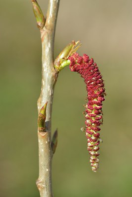 BUITEN BEELD Foto: 237954