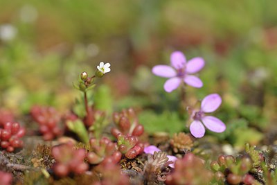 BUITEN BEELD Foto: 237966