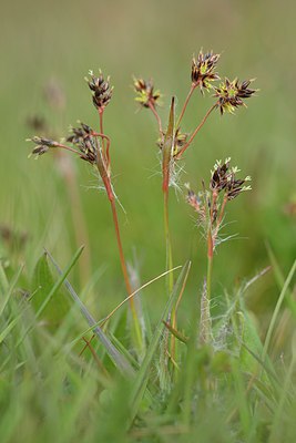 BUITEN BEELD Foto: 237993