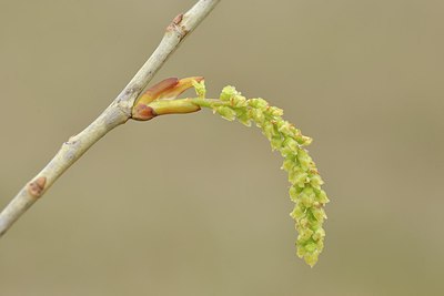 BUITEN BEELD Foto: 238015