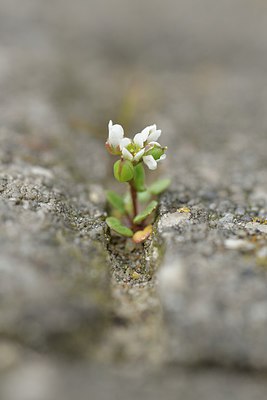 BUITEN BEELD Foto: 238024
