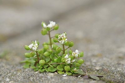 BUITEN BEELD Foto: 238025