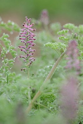 BUITEN BEELD Foto: 238042