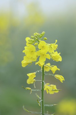 BUITEN BEELD Foto: 238043