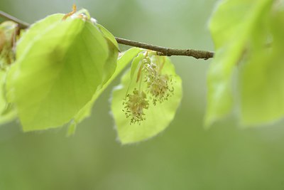 BUITEN BEELD Foto: 238078