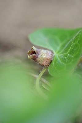 BUITEN BEELD Foto: 238093