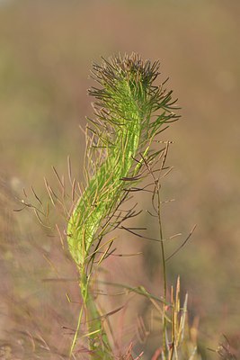 BUITEN BEELD Foto: 238124