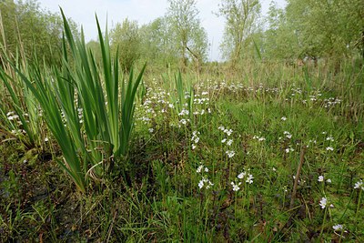 BUITEN BEELD Foto: 238136