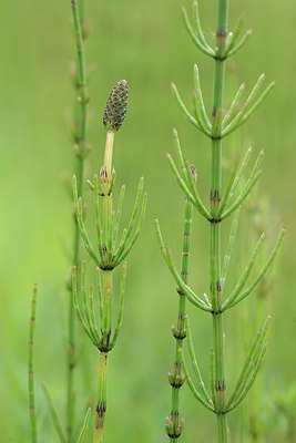 BUITEN BEELD Foto: 238144