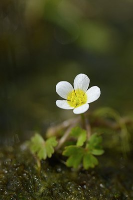 BUITEN BEELD Foto: 238149